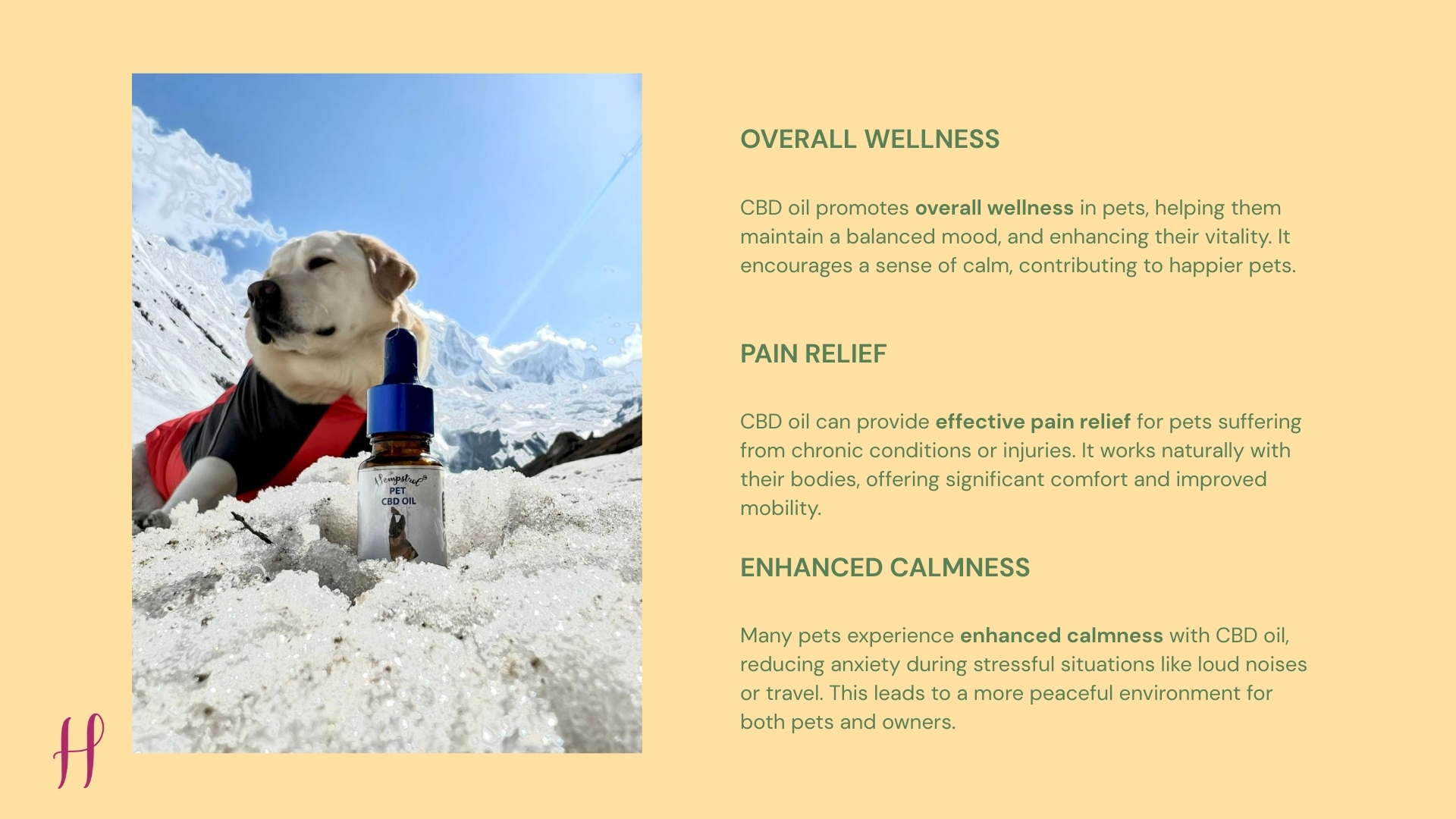 Labrador in snow beside pet CBD oil bottle highlighting wellness, pain relief and calmness.